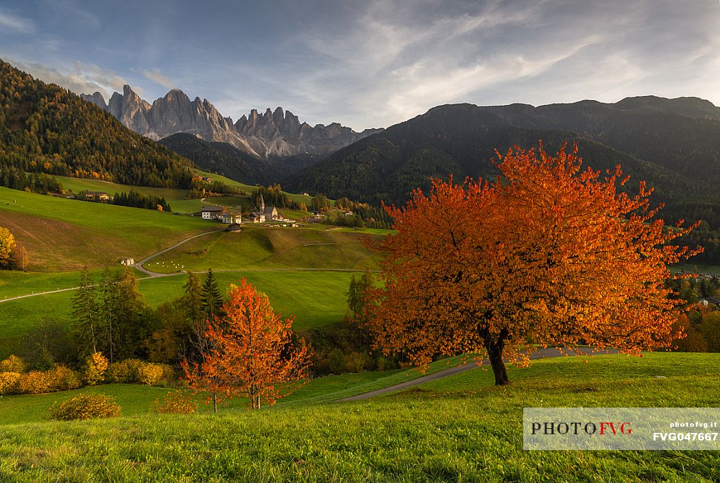 The classic landscape of Santa Maddalena village view towards Odle range (Geisler Gruppe), Val di Funes, dolomites, South Tyrol, Italy, Europe